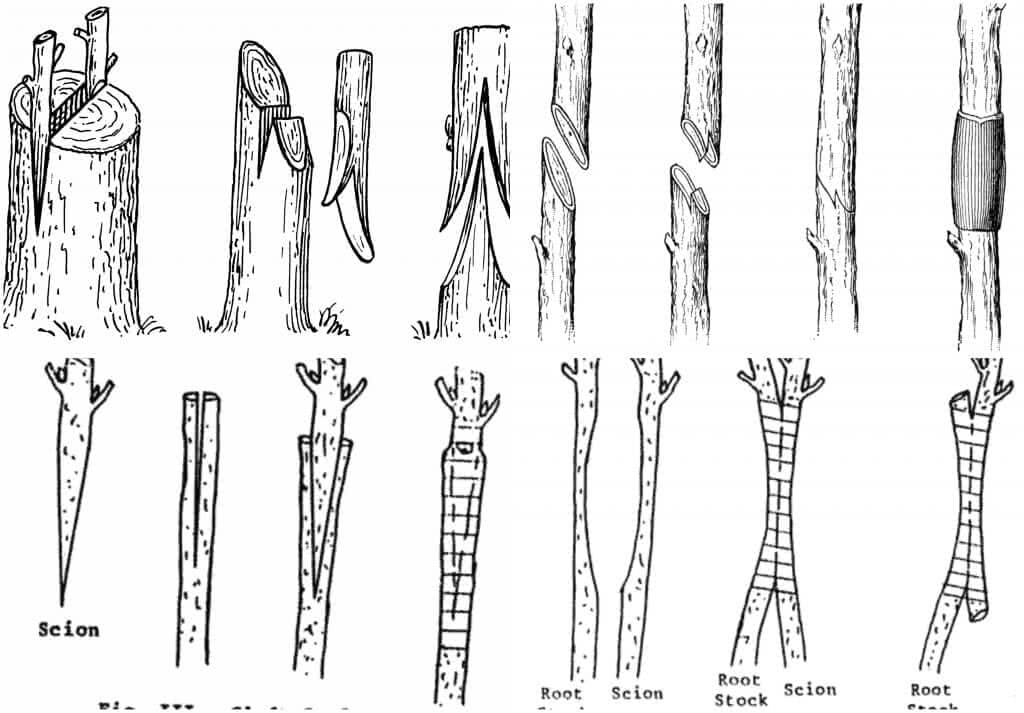 Examples of grafting (ugaoo.com)